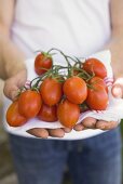 Person hält frische Tomaten auf Geschirrtuch