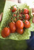 Hände halten frische Tomaten auf grünem Tuch
