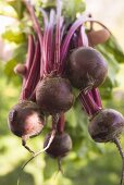 Hands holding fresh beetroot