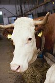 Cow in stall