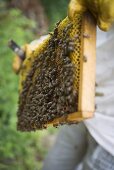 Beekeeper holding honeycomb covered with bees