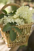 Elderflowers in basket on table
