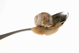 Lebendige Schnecke auf Löffel