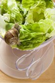 Life snail on lettuce in bowl, salad servers