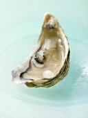 Fresh oyster with pearl on blue plate