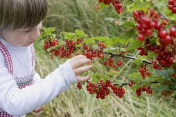 Child picking redcurrants from bush