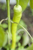 Green chilli on the plant