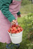 Child holding bucket of strawberries in garden