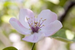 Almond blossom (close-up)