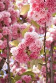 Japanese flowering cherry (in blossom)