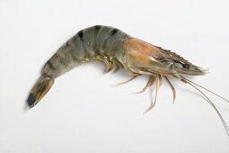 Tiger prawn