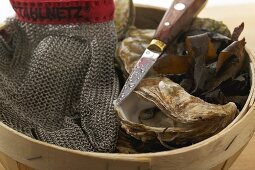 Fresh oysters in woodchip basket, oyster glove and knife