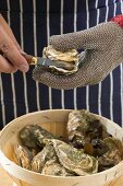 Shucking oysters
