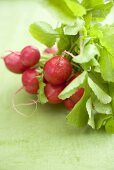 Bunch of radishes with leaves