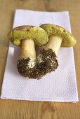Two freshly picked ceps on kitchen roll