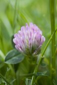 Kleeblüte (Close Up)