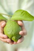 Child's hands holding a fresh lime with leaves