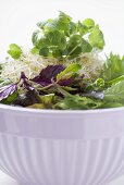 Sprouts, herbs and salad leaves in bowl
