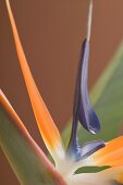 Strelitzia (Bird of paradise flower)