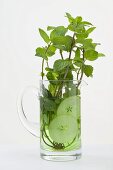 Mint sprigs and cucumber slices in jug of water