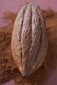 Cacao fruit on cocoa powder
