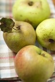 Various organic apples on tea towel