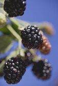 Blackberries on stalk