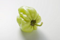 Green habanero chilli