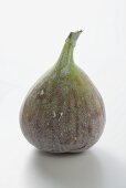 A fig