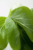 Fresh pak choi with drops of water (close-up)