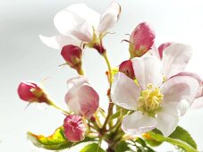 Apfelblüten (Close Up)