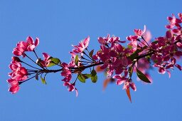Pink cherry blossom on branch