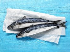 Two mackerel on paper on blue painted wooden background