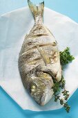 Whole fried sea bream on paper