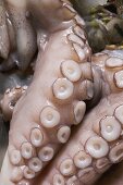 Frischer Oktopus (Close Up)