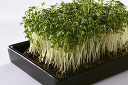 Fresh cress in a seed tray