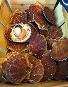 Fresh scallops in a crate