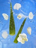 Aloe vera and orchids in water