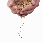 Grains of wheat trickling out of two hands