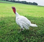 Lebender Truthahn auf einer Wiese