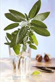 A sprig of sage in a glass of water