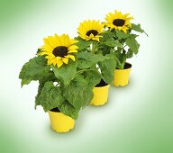 Three sunflowers in yellow pots