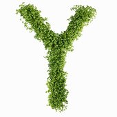 The letter Y in cress