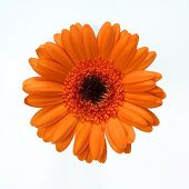 Orangefarbene Gerbera