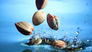Muscheln fallen ins Wasser