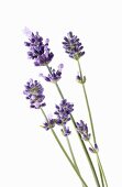 Lavender flowers