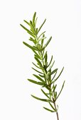 A sprig of rosemary