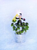 'Lucky clover' (Oxalis) in flowerpot with chimney sweep in snow