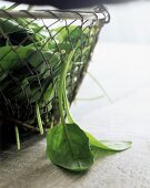 Spinat in einem Metallsieb, davor zwei einzelne Blätter