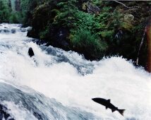 Alaska-Lachse im Russian River 